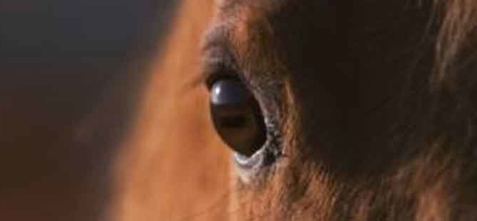 Sue Palmer Understanding Horse Performance Recensie