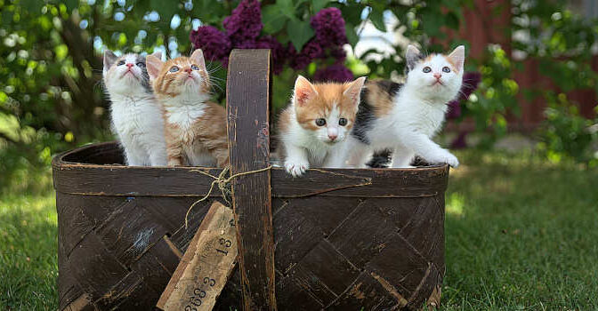 Boeken over katten