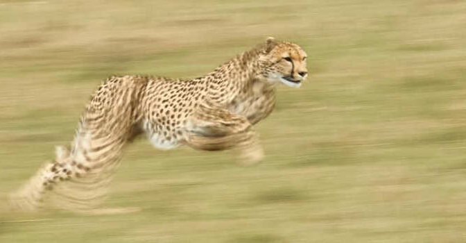 Caroline Langevoord Bush Life Wilde verhalen van een safarigids in Oost-Afrika