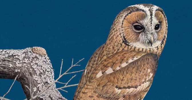 Stephen Moss – De uil