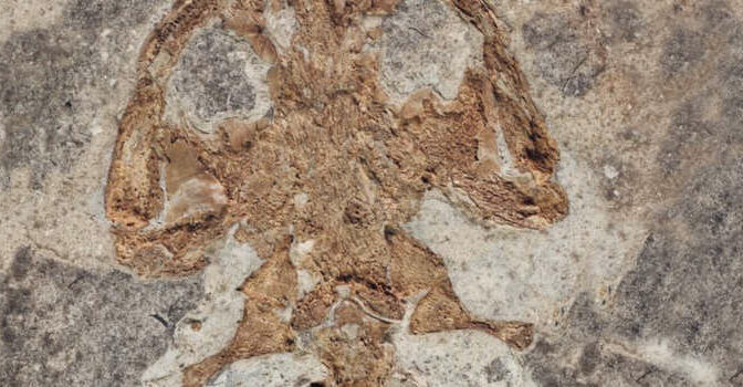 De reuzensalamander boek van Jelle Reumer over de geschiedenis van de paleontologie