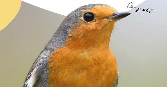 Jan Rodts – De slimste vogelgids junior