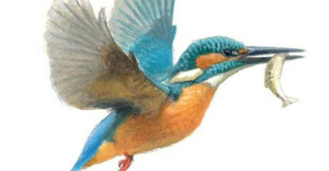 De ijsvogel Jean-Pierre Geelen en Saskia van Loenen Atlas Contact vogelserie deel 28