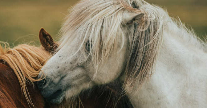 Boeken over paarden nieuwe paardenboeken