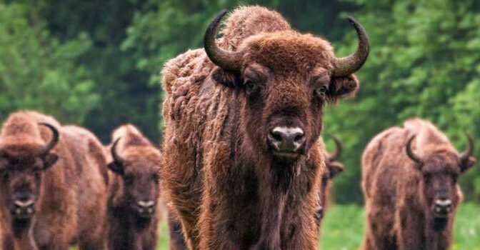 Oog in oog met wisent, ooievaar en eland boek over natuurparken in Flevoland