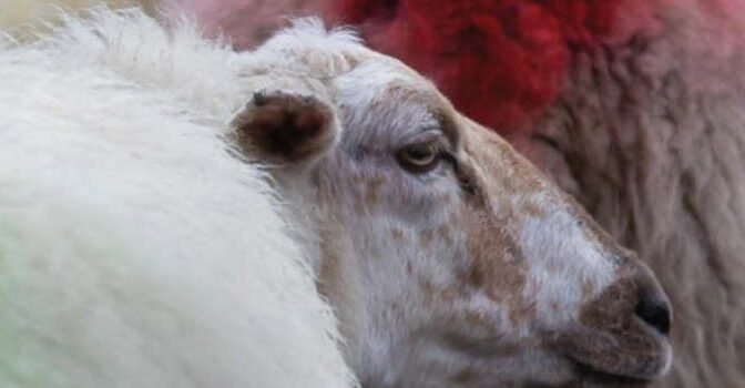Vacht Cobi van Baars roman