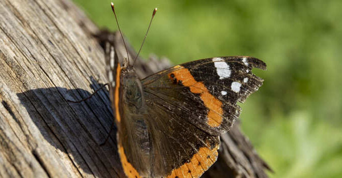 Boeken over insecten