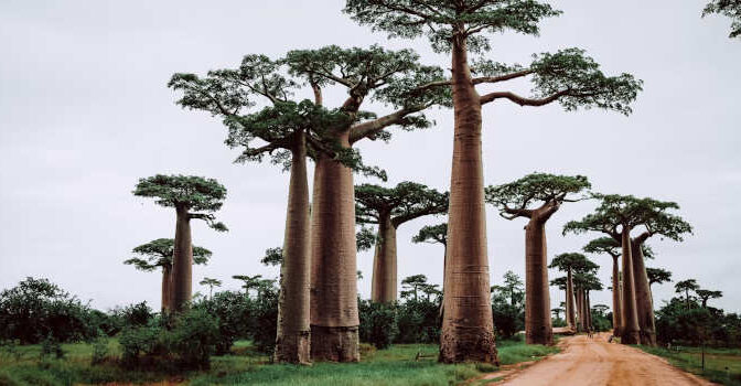 Madagaskar schrijvers schrijfsters romans en andere boeken