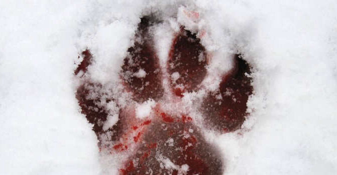 Minnesota Jo Nesbø thriller