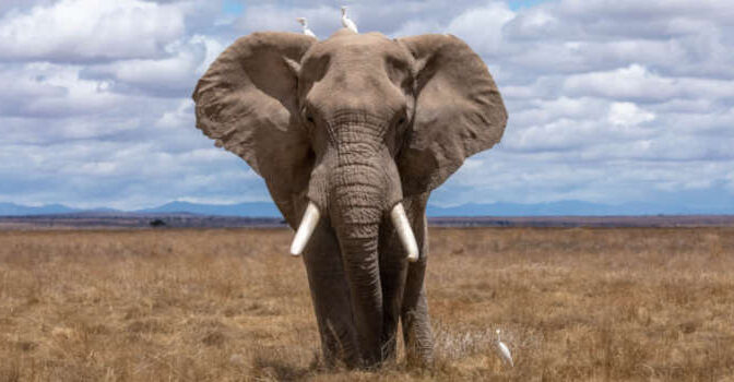 Olifanten boeken over de olifant