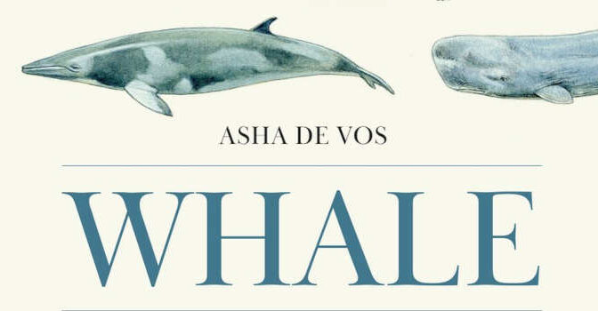 Asha de Vos – Whale