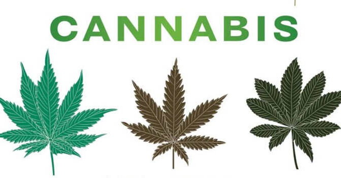 Rob DeSalle – Cannabis