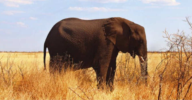 Sophy Roberts – Een school voor olifanten