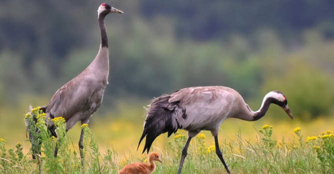 Arend J. van Dijk – Van korhoen tot kraanvogel