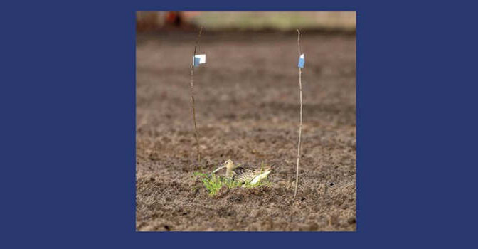 Ben Koks – Jodelende wulpen & keukentafels