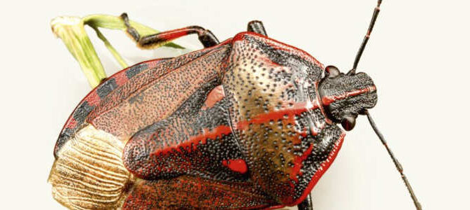 Veldgids Wantsen Berend Aukema boek over de Pentatomomorpha insecten