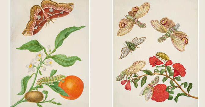 Vlinders Maria Sibylla Merian boek