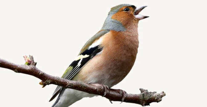 Carel ten Cate – Vogelgeluiden ontrafeld