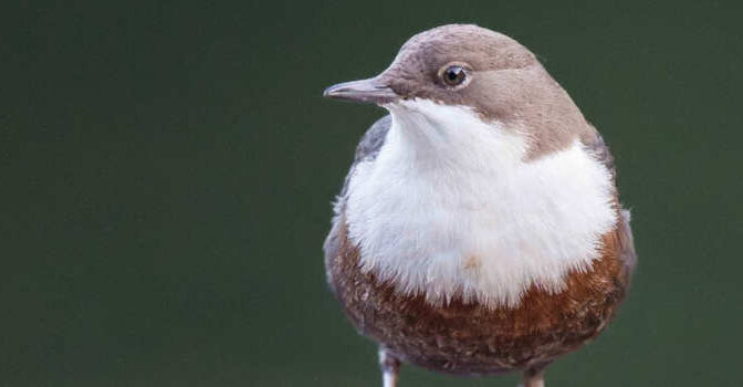 Crossbill Natuurgids Eifel van Olaf op den Kamp