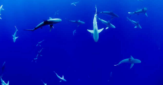 Haaien boeken nieuwe uitgaven over de haai