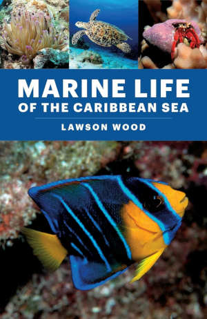 Lawson Wood Marine Life of the Caribbean Sea review