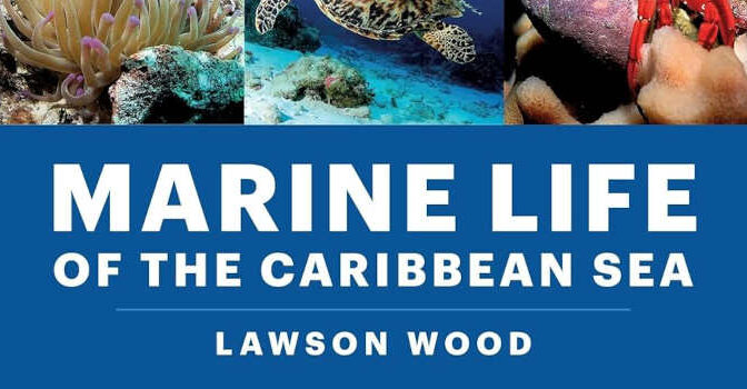 Marine Life of the Caribbean Sea Lawson Wood Nature Guide