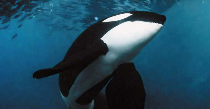 Hanne Strager & Catherine DeNardo – Wild Orcas