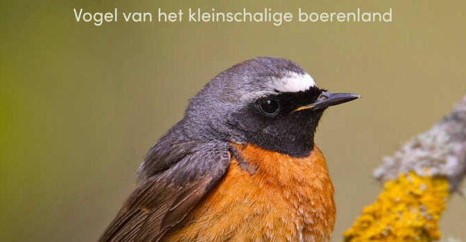 De gekraagde roodstaart Ernst Oosterveld boek over de vogel van het kleinschalige boerenland
