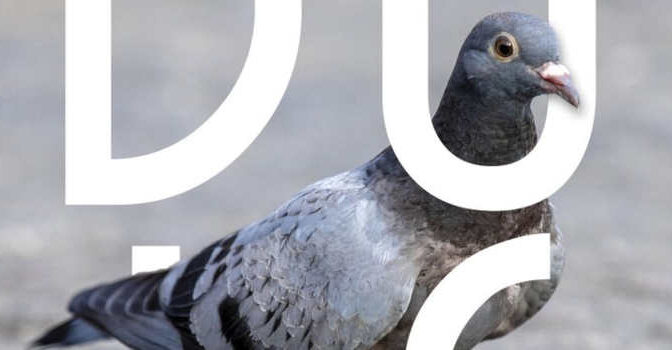Duif Irwan Droog boek over een alomtegenwoordige maar ondergewaardeerde stadgenoot