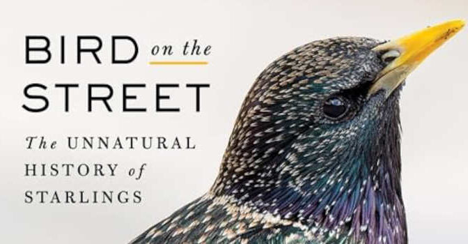 Julia M. Zichello – Bird on the Street