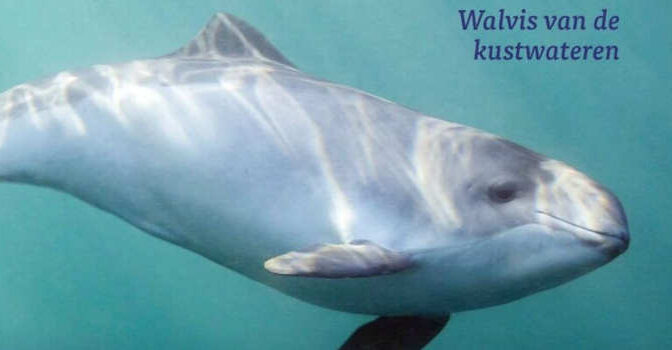 De bruinvis Frank Zanderink & Nynke Osinga boek over de walvis van de kustwateren