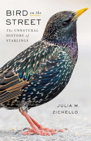 Julia M. Zichello Bird on the Street review