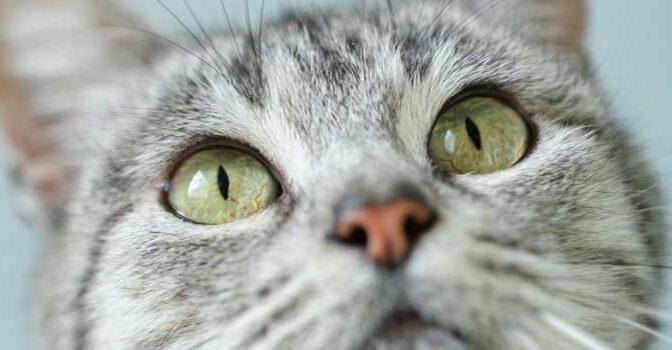 Poespas boek van Lotte Stegeman en Claudia Vinke over wat er omgaat in een kat