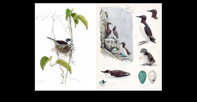 Vogel, nest & ei vogelboek van Joris & Walter De Raedt